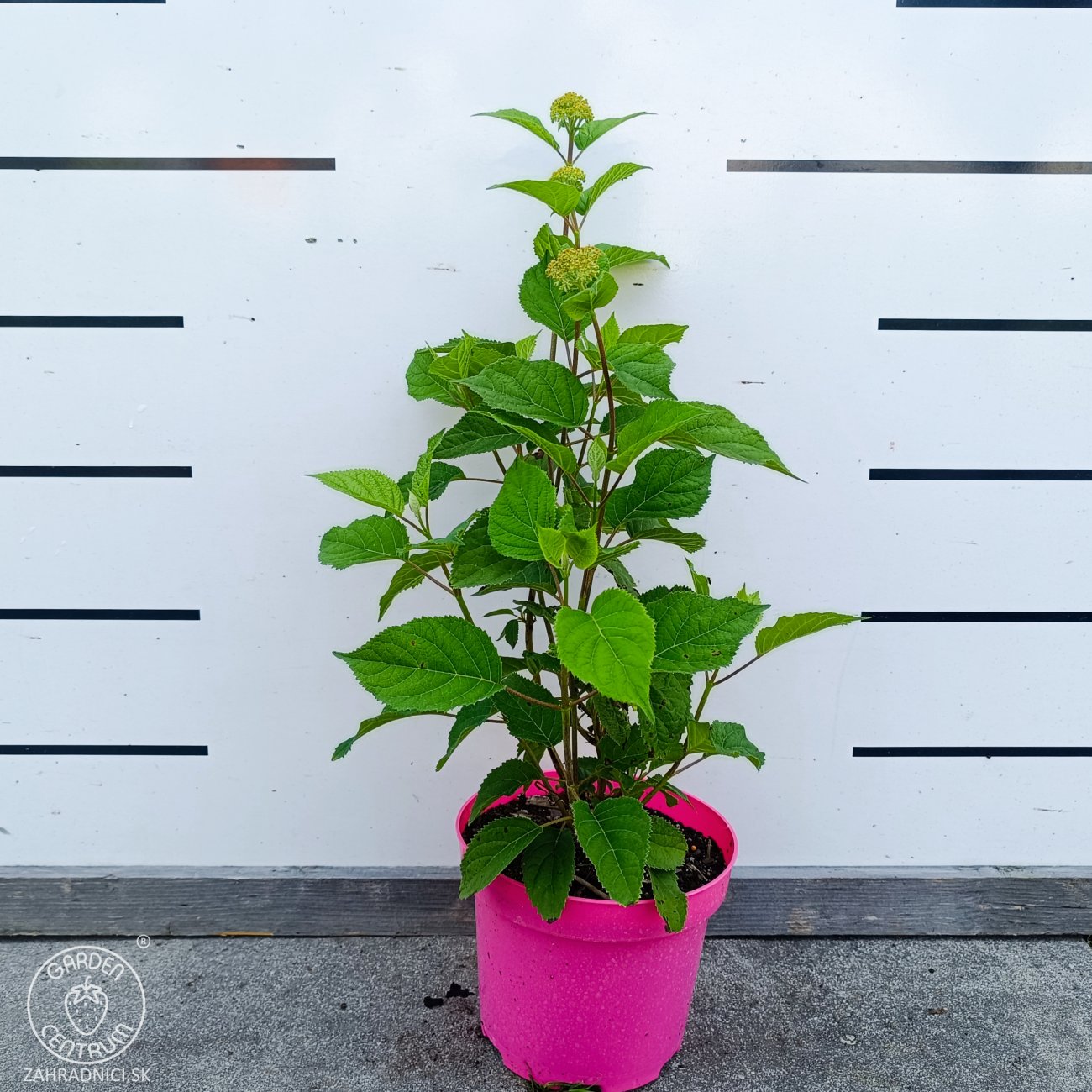 Obrázok Hortenzia stromčekovitá (Hydrangea arborescens) ‘Candybelle® Stand Up Pink’ - výška 30-40 cm, kont. C2L